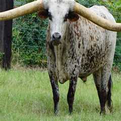 What are Cow Horns Called? A Comprehensive Guide
