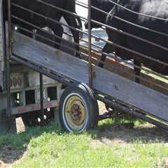 Transporting Oklahoma Show Steers: What to Consider