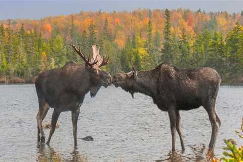 Collaborations to Support Canadian Wildlife Conservation