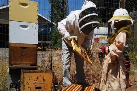 Become a Beekeeper in Sacramento, CA: Find a Mentor or Class
