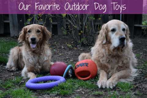 The 6 Best Outdoor Dog Toys [Tough & Durable]