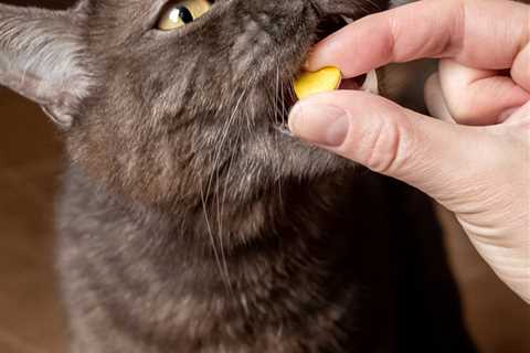 How to Give Your Cat Medication with Zero Stress!