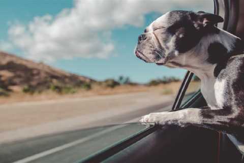Proposed Florida Bill Seeks To Ban Dogs From Sticking Their Heads Out Car Windows