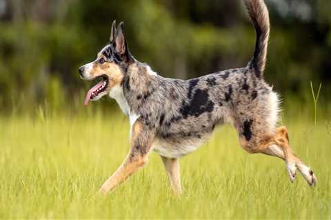 What Are the Best Breeds of Australian Dogs for Different Activities and Lifestyles?