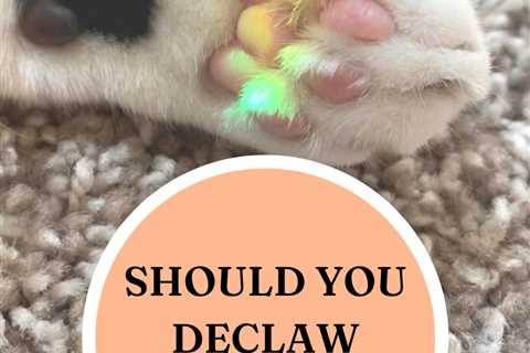 Declawing Your Cat