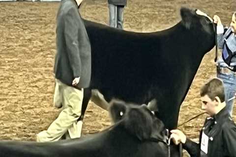 Everything You Need to Know About Oklahoma Show Steers