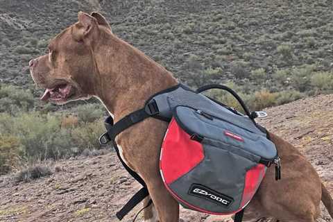 What Is The Best Dog Backpack?