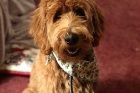 Breezy Hollow Puppies Offers Goldendoodle Puppies for Sale