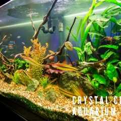 Why Is My Aquarium Water Cloudy & How To Get Crystal Clear Aquarium Water?