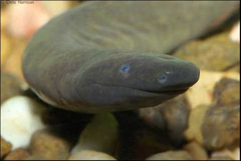Herp Photo of the Day: Caecilian