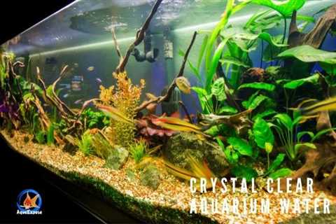 Why Is My Aquarium Water Cloudy & How To Get Crystal Clear Aquarium Water?