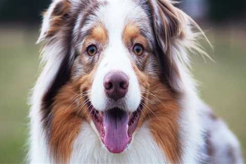The Perfect Companion: All You Need to Know About Australian Shepherds