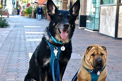 Top 10 Dog Friendly Things To Do in Palm Springs