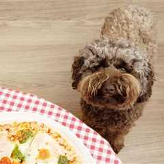 My Dog Won’t Eat Dog Food But Will Eat Human Food, What Should I Do?