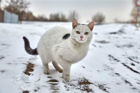 What’s the Best Way to Care for a Feral Cat in the Winter? 8 Tips