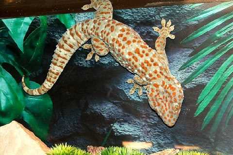 Herp Photo of the Day: Tokay Gecko