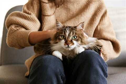 Why Are Only Some Cats “Lap Cats”? Understanding Your Pet