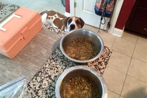 Should I Add Water To My Dog’s Dry Food?