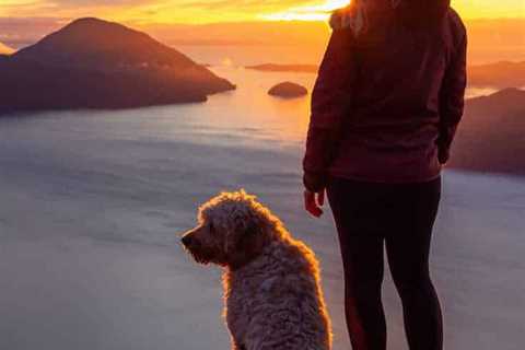 Vancouver’s Top 5 Dog Friendly Things To Do