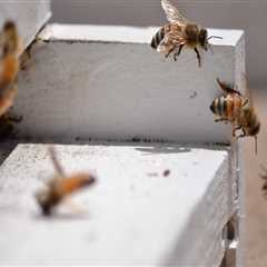 What is the Best Hive for Beekeeping in Sacramento, CA?