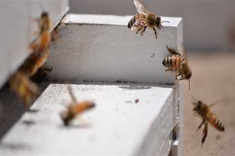 What is the Best Hive for Beekeeping in Sacramento, CA?