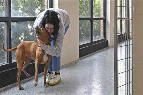 Adopting a Pet from a Louisiana Shelter: What You Need to Know