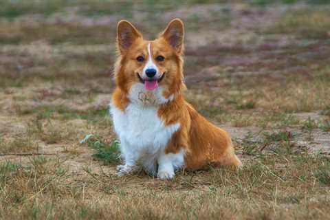 10 Best Corgi Breeds and Their Cost