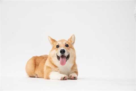 5 Reasons Why Corgis are So Expensive