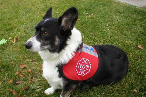 5 Things You Should Know If Corgis Be Service Dogs?