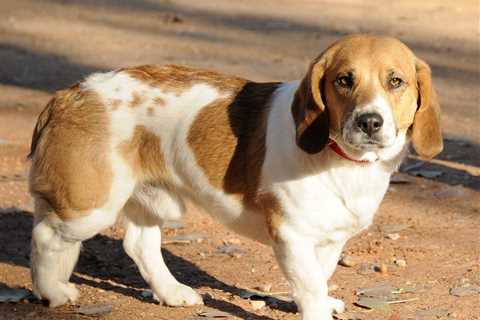 10 Life-Lifting Reason to Buy a Corgi Beagle