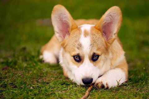 Tips To Clean Your Corgi’s Super Dirty Ears