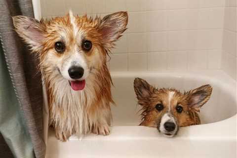 9 Tips for Your Corgi Puppy’s First Bath