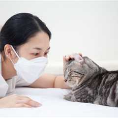Living With Cats When You’re Immunocompromised: Risks & Safety Tips