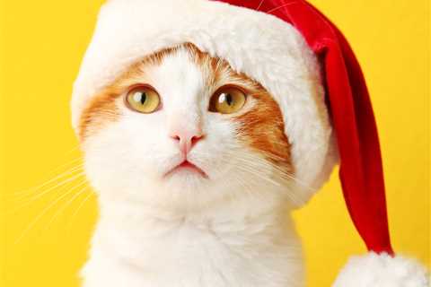 How to Have a Safe and Cat-Friendly Holiday Season