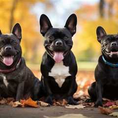 What Makes Labrador Retrievers, French Bulldogs, and German Shepherds Among the Most Popular Dog..