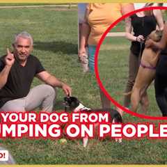 How To Stop Your Dog from Jumping on People w/ Cesar Millan!