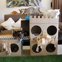 How to Build a Cat Fort: 8 Fun & Easy Methods
