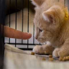 The World of Animal Shelters in Los Angeles County, CA: A Comprehensive Guide
