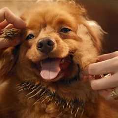 Fresh Dog Grooming Looks for Stylish Pooches in 2023