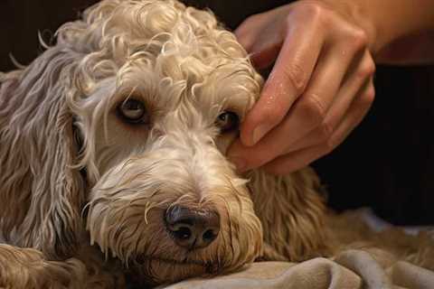 Essential Dog Grooming and Health Tips for Happy Pups