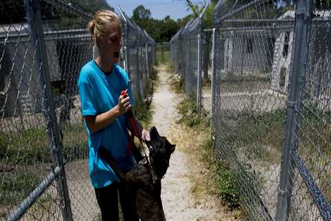 Donating Items to Animal Shelters in Lee County, Florida: Requirements and Guidelines