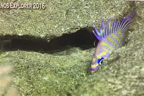 Monday Archives: A bumper crop of stunning new species captured on the NOAA Okeanos Explorer..