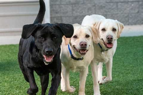 Helping Timid Dogs Shine in Foster Care Programs