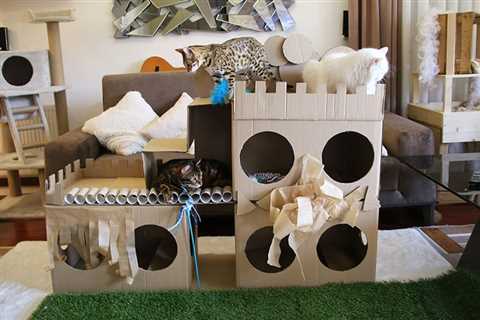 How to Build a Cat Fort: 8 Fun & Easy Methods