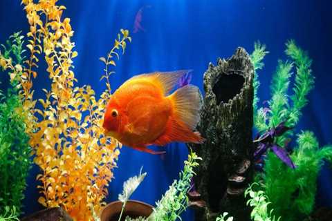The Ultimate Guide to Fish Tank Costs in Palm Beach County, FL