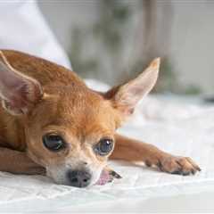 14 Signs of Kidney Failure in Dogs