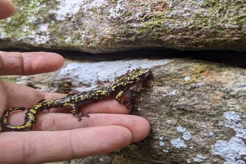 Safeguarding a New Yet Age-Old Salamander Species