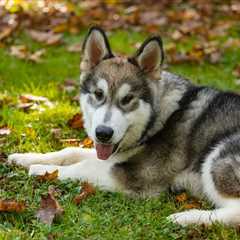 9 Best Puppy Dog Foods for Alaskan Malamutes