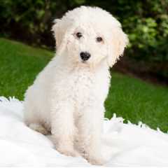 Ultimate Labradoodle Puppy Shopping List: Checklist of 23 Must-Have Items