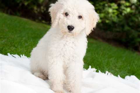 Ultimate Labradoodle Puppy Shopping List: Checklist of 23 Must-Have Items